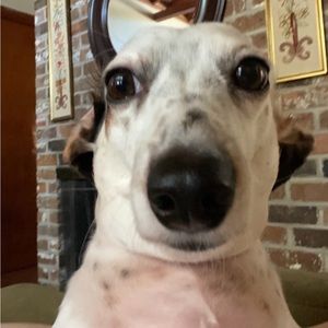 Meet your Posher, Marlie